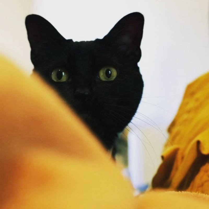 Leica DLux 7 vs Your Phone: It Isn’t Cheap, but Damn It Delivers